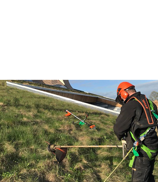 Green Roof Maintenance