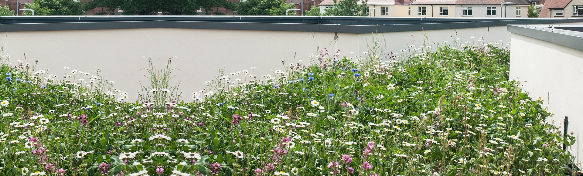 Wildflower Green Roof Systems