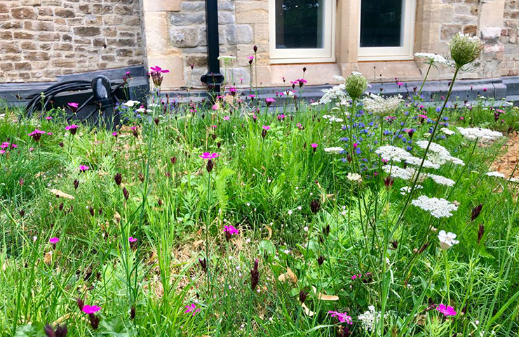 Green Roof makes Grand Designs