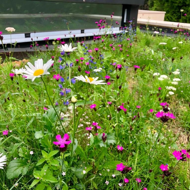 Semi-Intensive Green Roof System