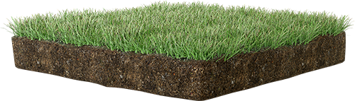 Lawn